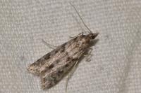 Eudonia angustea