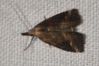 Schrankia costaestrigalis