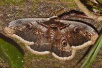 Saturnia pyri
