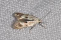 Elachista maculicerusella