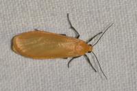 Wittia sororcula