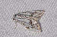 Nola confusalis