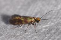 Micropterix tunbergella