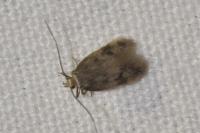 Borkhausenia nefrax
