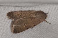 Caradrina flavirena