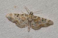 Eupithecia pulchellata
