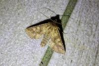 Conisania luteago