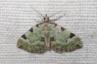 Colostygia pectinataria