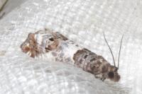 Notocelia trimaculana