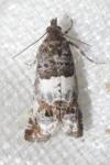 Notocelia trimaculana