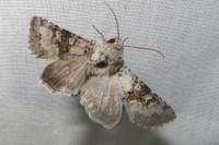 Hecatera bicolorata