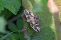 Autographa gamma