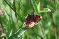Euclidia glyphica