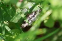 Epirrhoe alternata