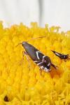 Glyphipterix simpliciella
