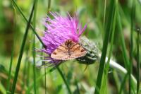 Euclidia glyphica