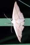 Cyclophora linearia