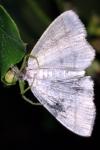 Cabera pusaria