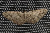 Aethalura punctulata