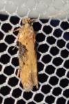 Scrobipalpa costella