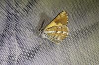 Bupalus piniaria
