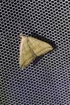 Herminia grisealis