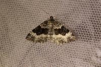 Epirrhoe alternata