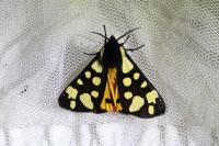 Arctia villica