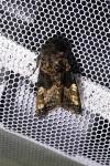 Euplexia lucipara