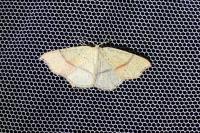 Cyclophora punctaria