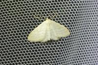 Idaea subsericeata
