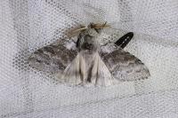 Calliteara pudibunda