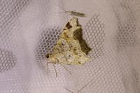 Macaria notata