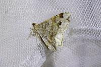 Macaria notata