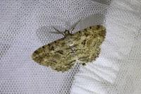 Peribatodes rhomboidaria