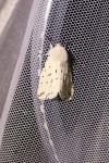 Spilosoma lubricipeda