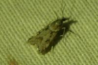 Eudonia angustea