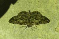Peribatodes rhomboidaria