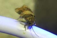 Piniphila bifasciana