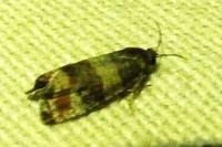 Piniphila bifasciana
