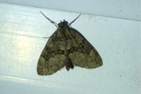 Thera britannica/obeliscata/variata