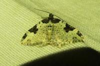 Xanthorhoe fluctuata