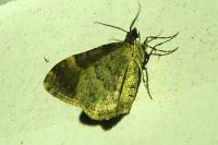 Xanthorhoe fluctuata