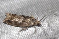 Epinotia immundana