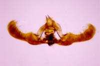 Epinotia immundana