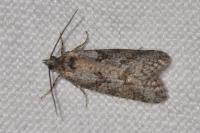 Cnephasia cupressivorana