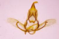 Cnephasia cupressivorana