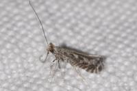 Parornix finitimella