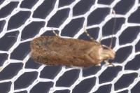 Bryotropha desertella