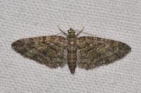Eupithecia cocciferata